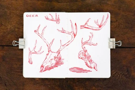 Open sketchbook with pink drawings of birds and animals.